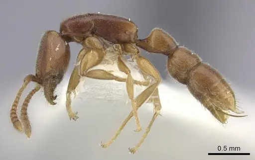 Xymmer muticus - CASENT0260450