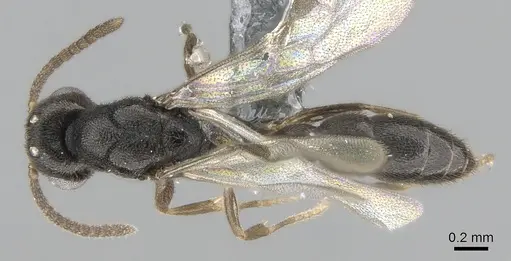 Xymmer muticus - CASENT0290261