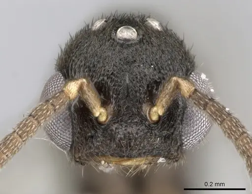 Xymmer muticus - CASENT0290261