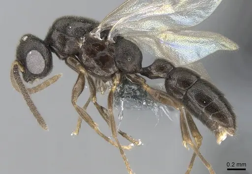 Xymmer muticus - CASENT0290261