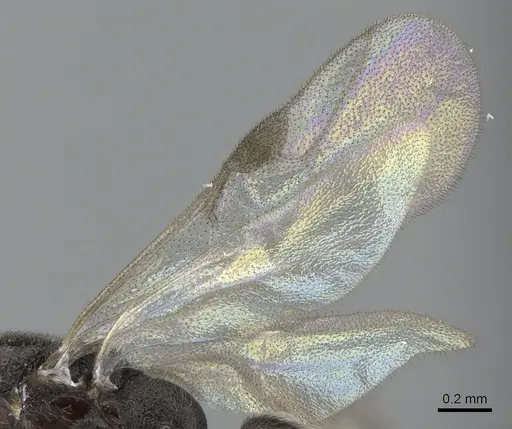 Xymmer muticus - CASENT0290261