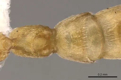 Xymmer muticus - CASENT0900330