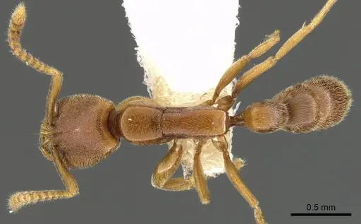 Xymmer muticus - CASENT0900331