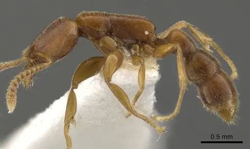 Xymmer muticus - CASENT0900331