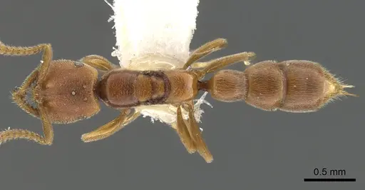 Xymmer muticus - CASENT0900332