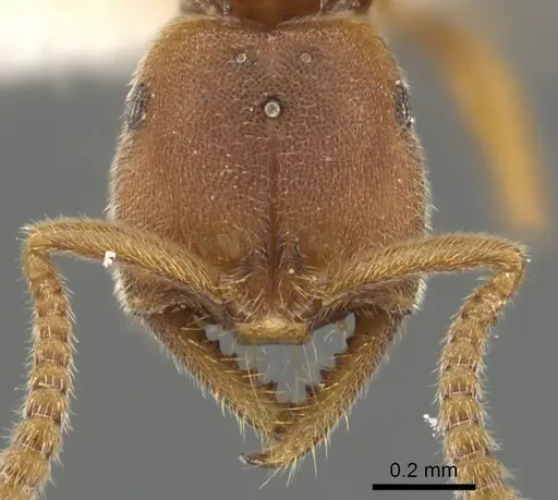 Xymmer muticus - CASENT0900332