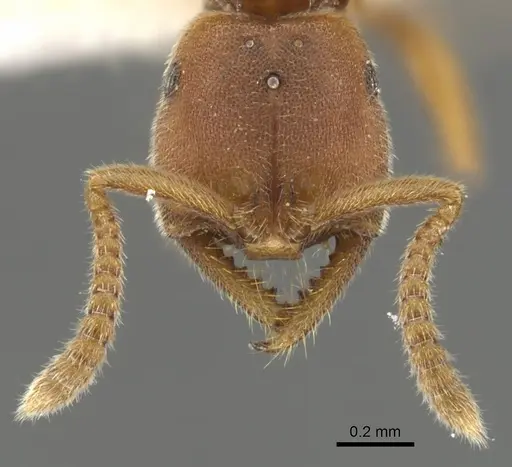 Xymmer muticus - CASENT0900332