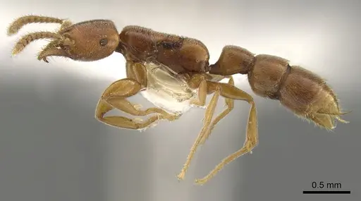 Xymmer muticus - CASENT0900332