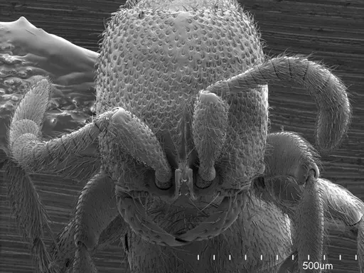 Yunodorylus doryloides specimen