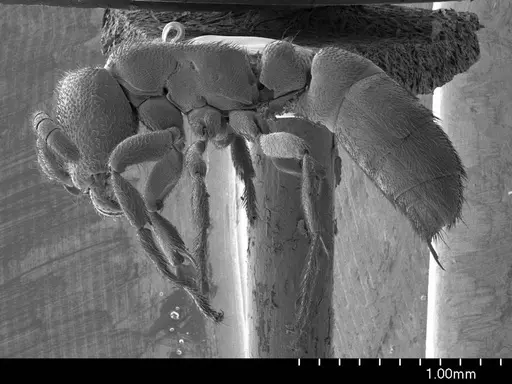 Yunodorylus doryloides specimen