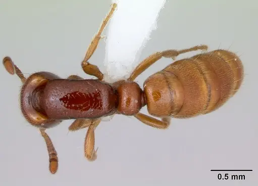 Yunodorylus eguchii specimen