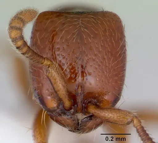 Yunodorylus eguchii specimen