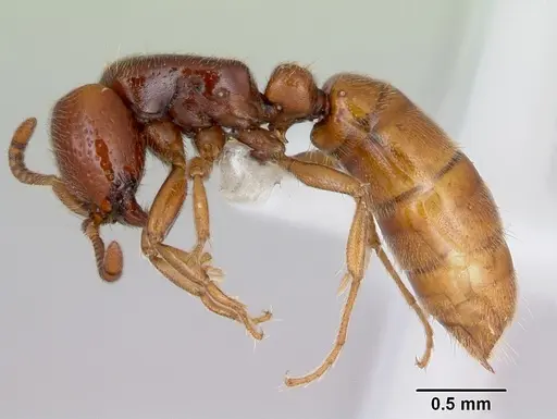 Yunodorylus eguchii specimen