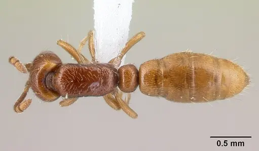 Yunodorylus eguchii - CASENT0217033