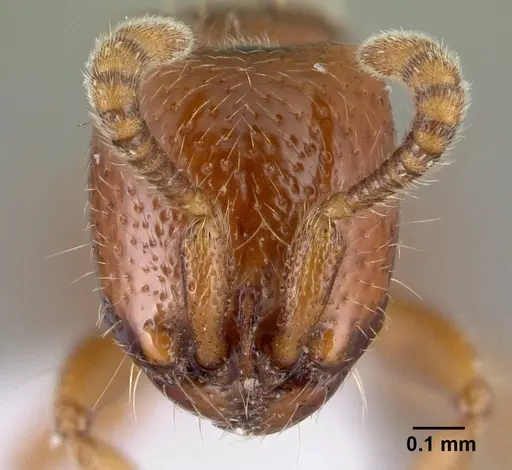 Yunodorylus eguchii - CASENT0217033