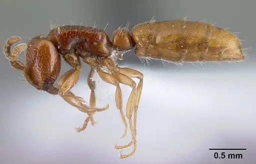 Yunodorylus eguchii - CASENT0217033