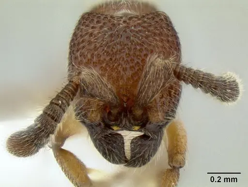 Yunodorylus paradoxus specimen
