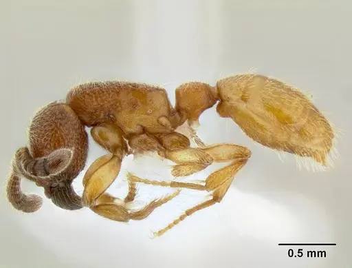 Yunodorylus paradoxus specimen