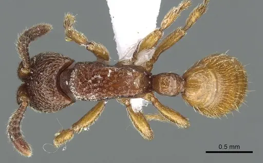 Yunodorylus paradoxus - CASENT0902716