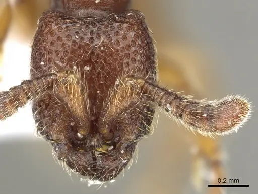 Yunodorylus paradoxus - CASENT0902716