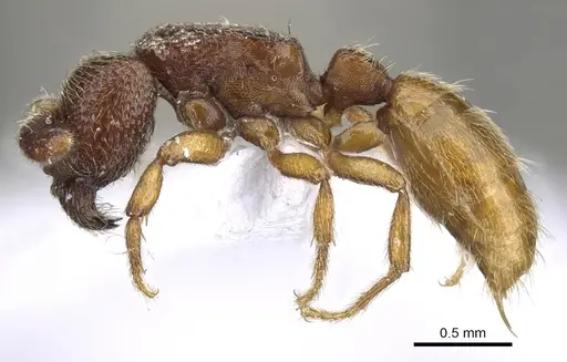 Yunodorylus paradoxus - CASENT0902716