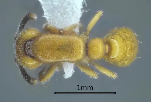 Yunodorylus sexspinus specimen