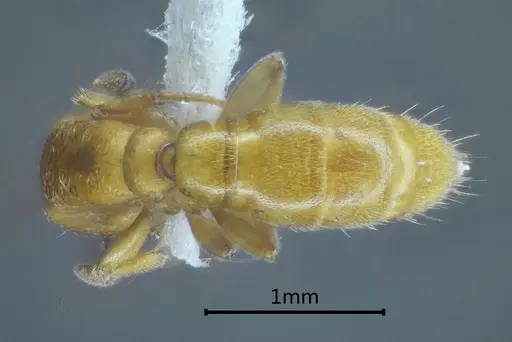 Yunodorylus sexspinus specimen