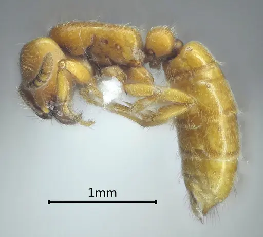 Yunodorylus sexspinus - ANTWEB1060527