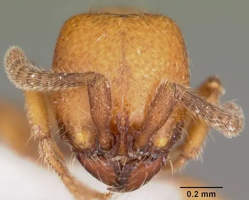 Yunodorylus sexspinus - CASENT0104984