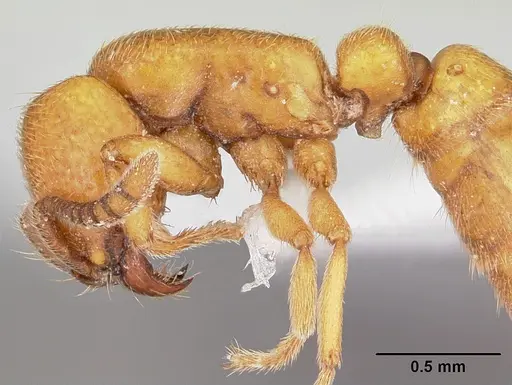 Yunodorylus sexspinus - CASENT0104984