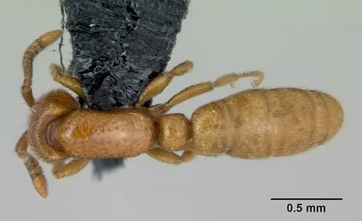 Yunodorylus sexspinus - CASENT0173069