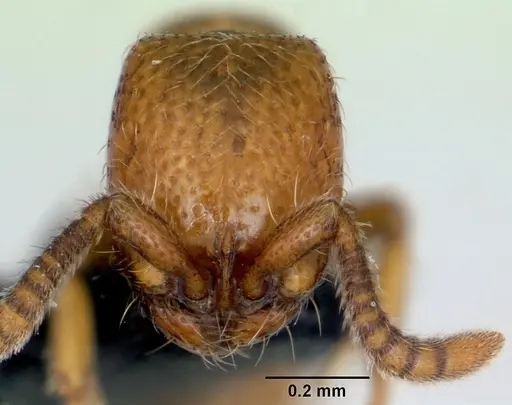 Yunodorylus sexspinus - CASENT0173069