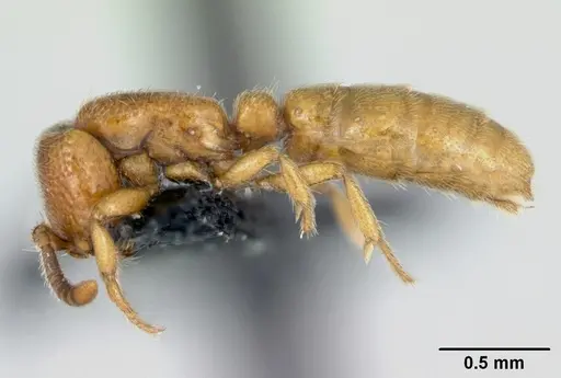 Yunodorylus sexspinus - CASENT0173069