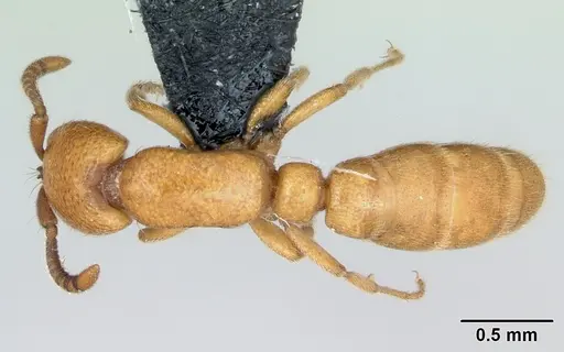 Yunodorylus sexspinus - CASENT0173070