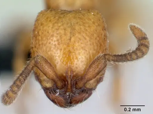 Yunodorylus sexspinus - CASENT0173070