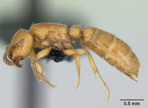 Yunodorylus sexspinus - CASENT0173070