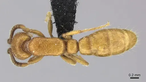 Yunodorylus sexspinus - CASENT0235338