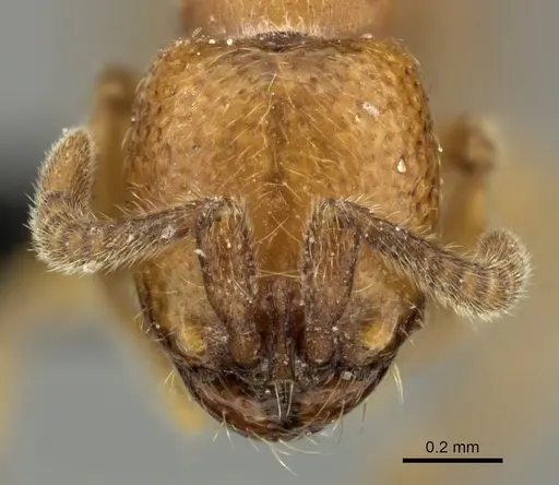 Yunodorylus sexspinus - CASENT0235338