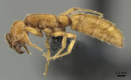 Yunodorylus sexspinus - CASENT0235338