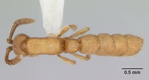 Zasphinctus asper specimen