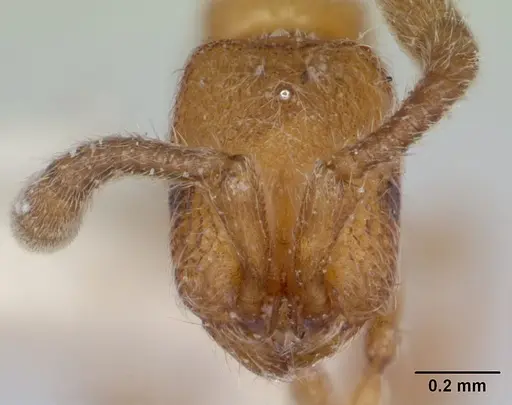 Zasphinctus asper specimen