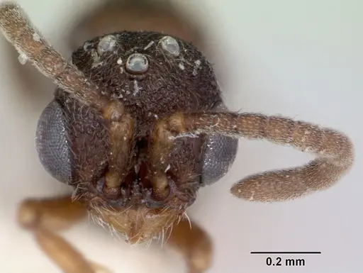 Zasphinctus asper - CASENT0173052