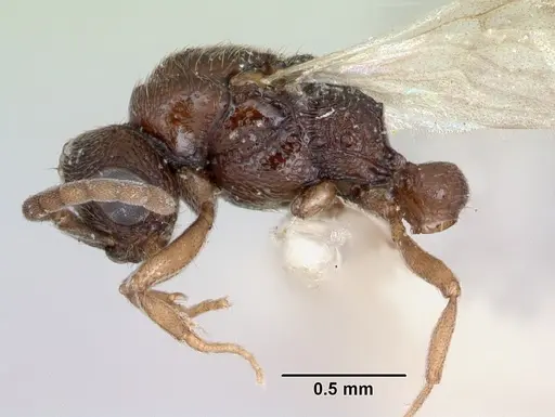 Zasphinctus asper - CASENT0173052