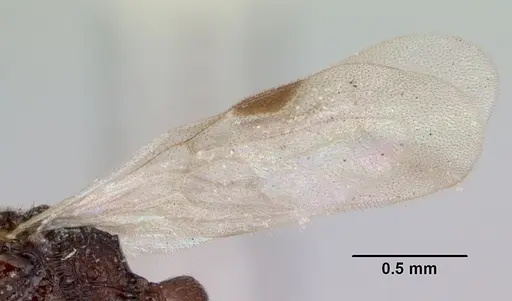 Zasphinctus asper - CASENT0173052