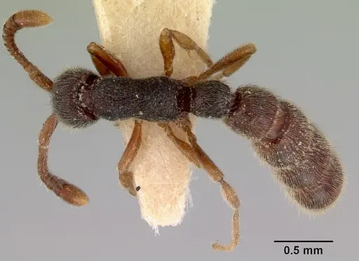 Zasphinctus caledonicus specimen