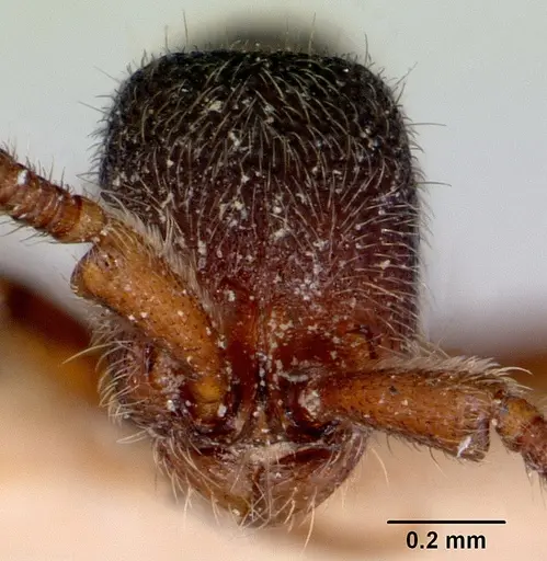 Zasphinctus caledonicus specimen