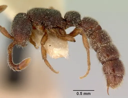 Zasphinctus caledonicus specimen