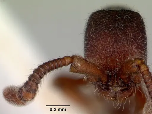 Zasphinctus caledonicus - CASENT0172109