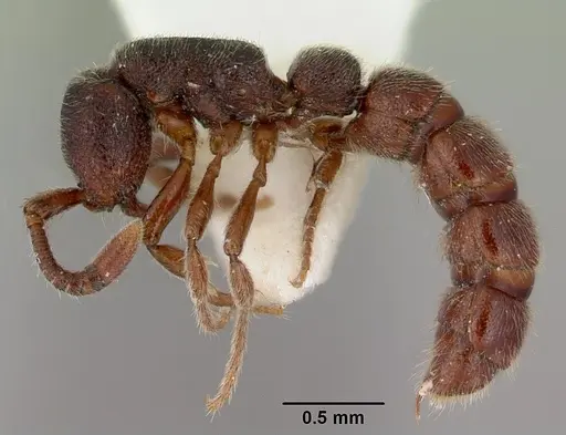 Zasphinctus caledonicus - CASENT0172109