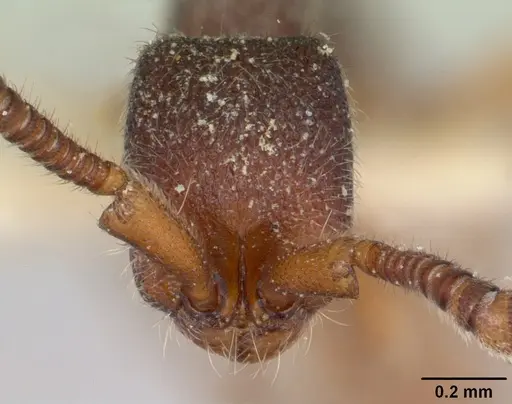 Zasphinctus caledonicus - CASENT0173053